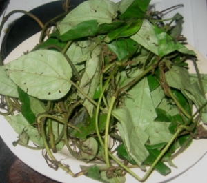 Picture of Dried Oha Leaf 20g (Pterocarpus Mildraedii)