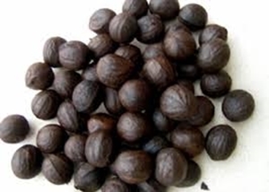 Picture of Walnut (Tetracarpidium Conophorum) - 5 Walnuts