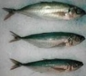 Picture of Jack Mackerel (Thomson)