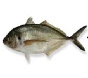 Picture of Jackfish (Trevally)