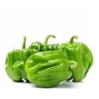 Picture of Hot Pepper - Scotch Bonnet (Green)