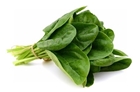 Picture of Fresh Spinach Leaf