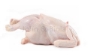 Picture of XXLarge (Hard) Breeder Chicken