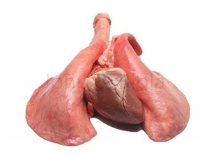 Picture of Goat, Lamb, Sheep Lungs