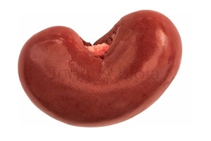 Picture of Goat, Lamb, Sheep Kidney