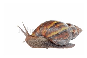 Picture of Snail (Live) x 1
