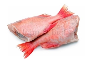 Picture of Red Bream