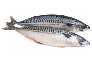 Picture of Mackerel