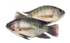 Picture of Tilapia Medium