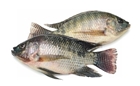 Picture of Tilapia XLarge