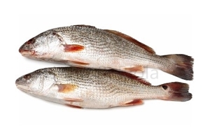 Picture of Croaker Medium