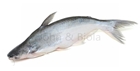 Picture of Pangasius Whole (White Catfish)