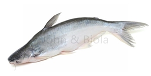 John and Biola - UK No 1 African Online Supermarket. Pangasius Whole (White  Catfish)