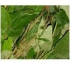 Picture of Fresh Utazi Leaf (Gongronema Latifolium) - Box (10 Bunches)